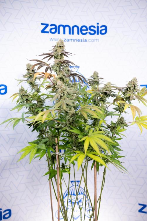 L.A. Kush Cake #3 - Zamnesia x B&B. Week 14 - LA Kush Cake #3 - Topping x 16 - Harvest Day