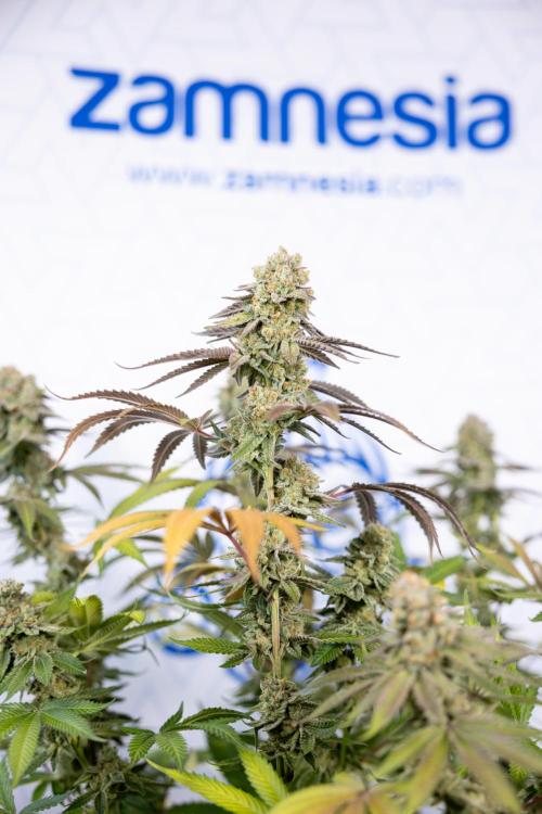 L.A. Kush Cake #3 - Zamnesia x B&B. Week 14 - LA Kush Cake #3 - Topping x 16 - Harvest Day