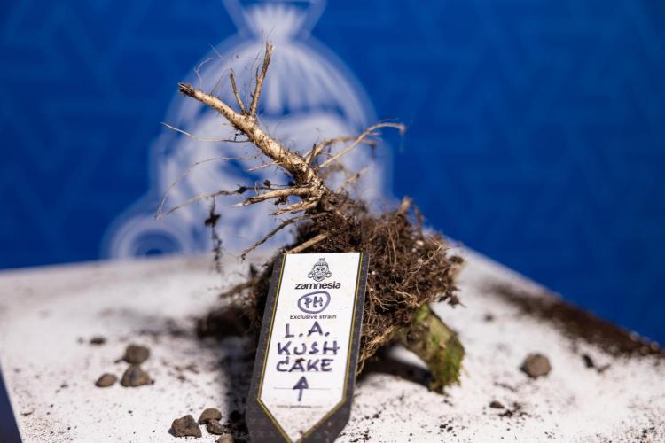 L.A. Kush Cake #3 - Zamnesia x B&B. Week 14 - LA Kush Cake #3 - Back to the roots