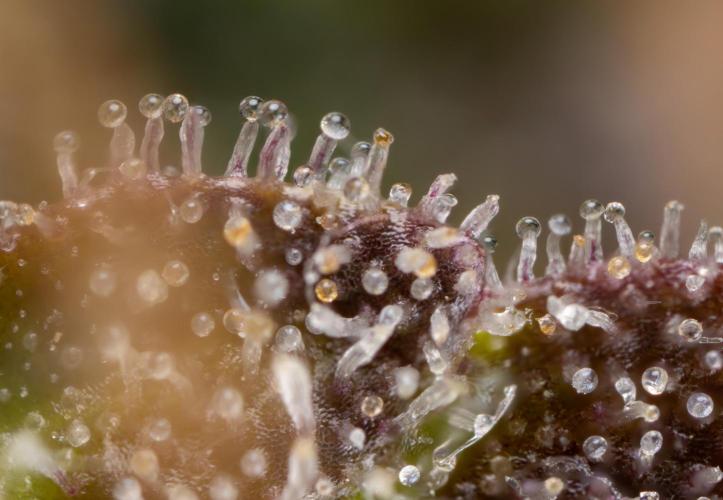 L.A. Kush Cake #3 - Zamnesia x B&B. Week 14 - LA Kush Cake #3 - Micro Worlds 5x (Crop)
