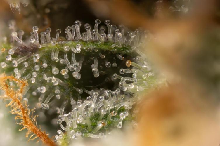 L.A. Kush Cake #3 - Zamnesia x B&B. Week 14 - LA Kush Cake #3 - Micro Worlds 5x 