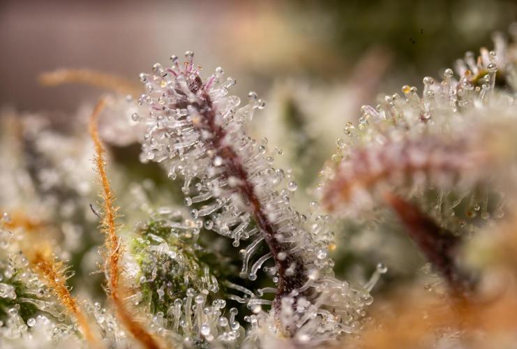 L.A. Kush Cake #3 - Zamnesia x B&B. Week 14 - LA Kush Cake #3 - Micro Worlds 5x 