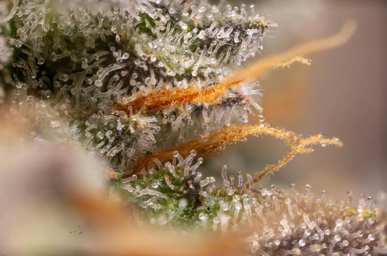 L.A. Kush Cake #3 - Zamnesia x B&B. Week 14 - LA Kush Cake #3 - Micro Worlds 5x 