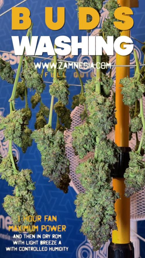 L.A. Kush Cake #3 - Zamnesia x B&B