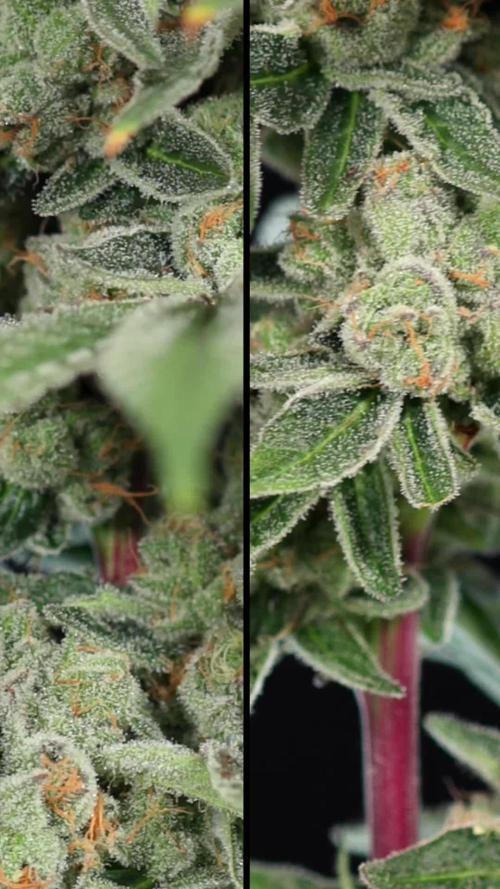 Nectar Drip #3 - Zamnesia x Tical x B&B