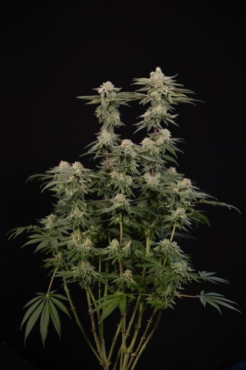 Nectar Drip #3 - Zamnesia x Tical x B&B. Week 11 - Nectar Drip #3 - Main Lining - Harvest Day