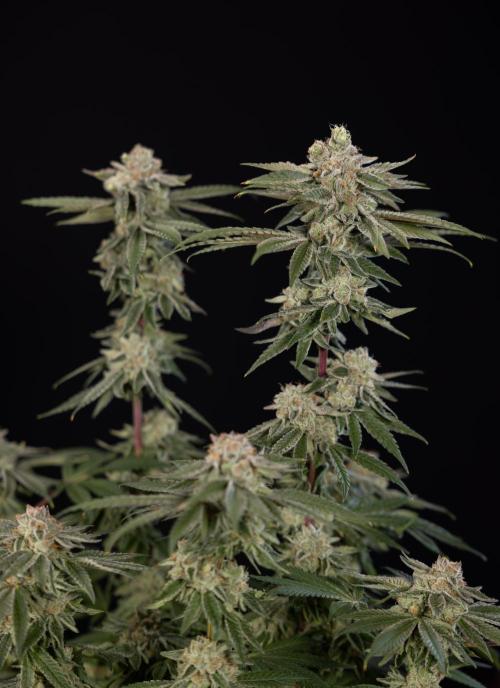 Nectar Drip #3 - Zamnesia x Tical x B&B. Week 11 - Nectar Drip #3 - Main Lining - Harvest Day