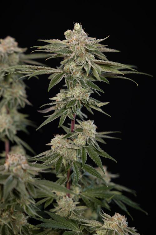 Nectar Drip #3 - Zamnesia x Tical x B&B. Week 11 - Nectar Drip #3 - Main Lining - Harvest Day