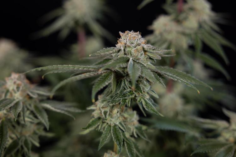 Nectar Drip #3 - Zamnesia x Tical x B&B. Week 11 - Nectar Drip #3 - Main Lining - Harvest Day
