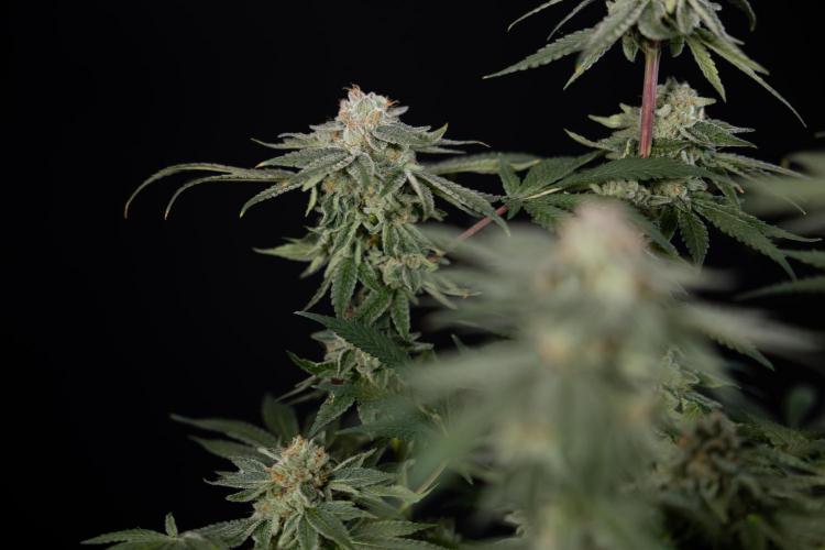 Nectar Drip #3 - Zamnesia x Tical x B&B. Week 11 - Nectar Drip #3 - Main Lining - Harvest Day