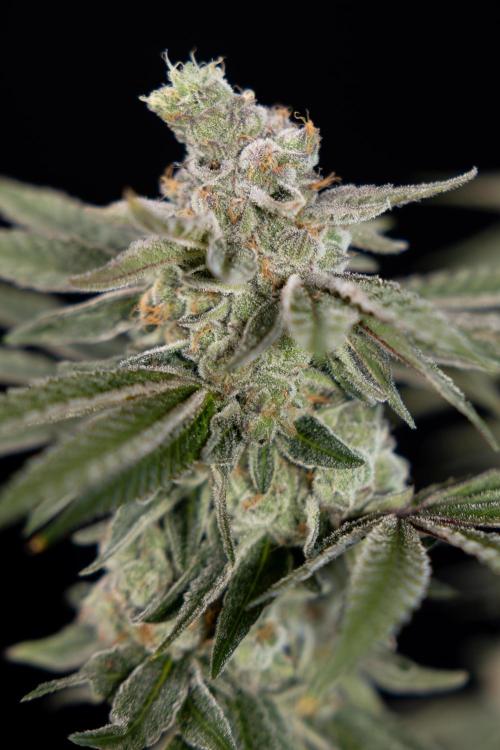 Nectar Drip #3 - Zamnesia x Tical x B&B. Week 11 - Nectar Drip #3 - Main Lining - Harvest Day