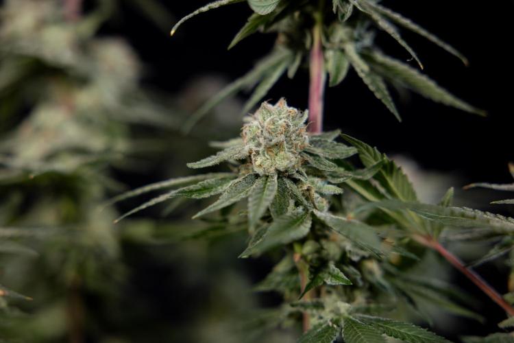 Nectar Drip #3 - Zamnesia x Tical x B&B. Week 11 - Nectar Drip #3 - Main Lining - Harvest Day