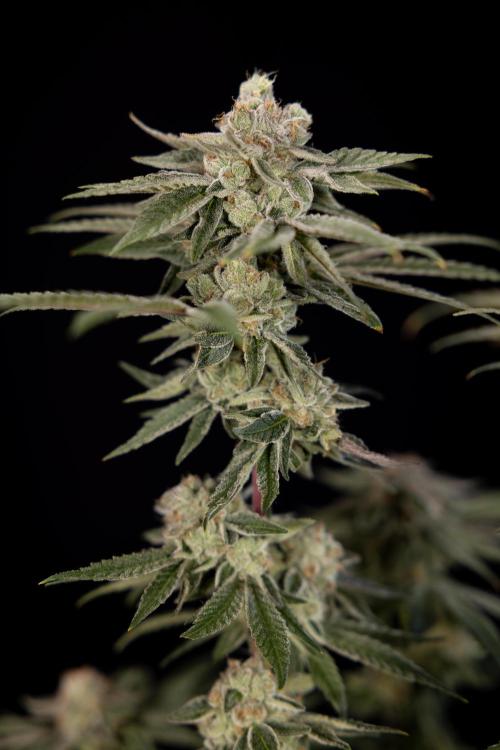 Nectar Drip #3 - Zamnesia x Tical x B&B. Week 11 - Nectar Drip #3 - Main Lining - Harvest Day