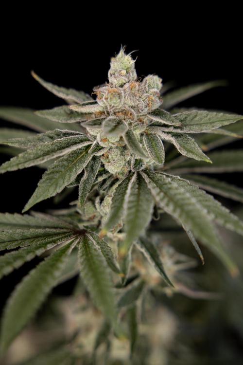 Nectar Drip #3 - Zamnesia x Tical x B&B. Week 11 - Nectar Drip #3 - Main Lining - Harvest Day