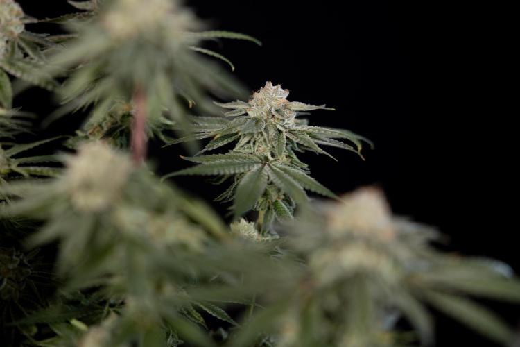 Nectar Drip #3 - Zamnesia x Tical x B&B. Week 11 - Nectar Drip #3 - Main Lining - Harvest Day