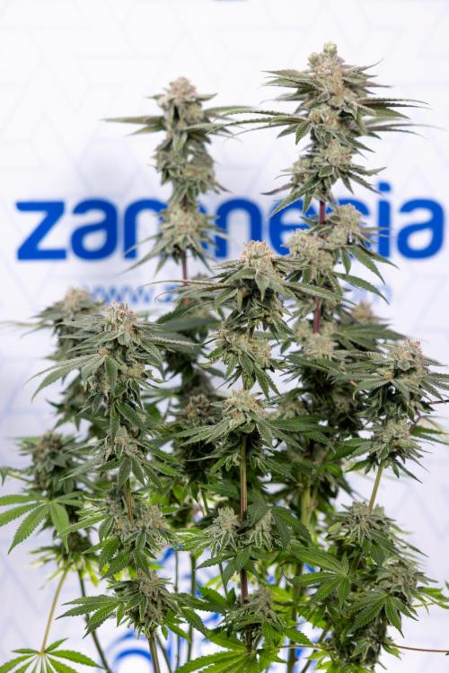 Nectar Drip #3 - Zamnesia x Tical x B&B. Week 11 - Nectar Drip #3 - Main Lining - Harvest Day