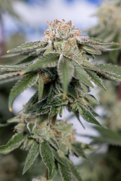 Nectar Drip #3 - Zamnesia x Tical x B&B. Week 11 - Nectar Drip #3 - Main Lining - Harvest Day