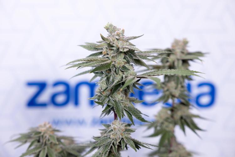 Nectar Drip #3 - Zamnesia x Tical x B&B. Week 11 - Nectar Drip #3 - Main Lining - Harvest Day