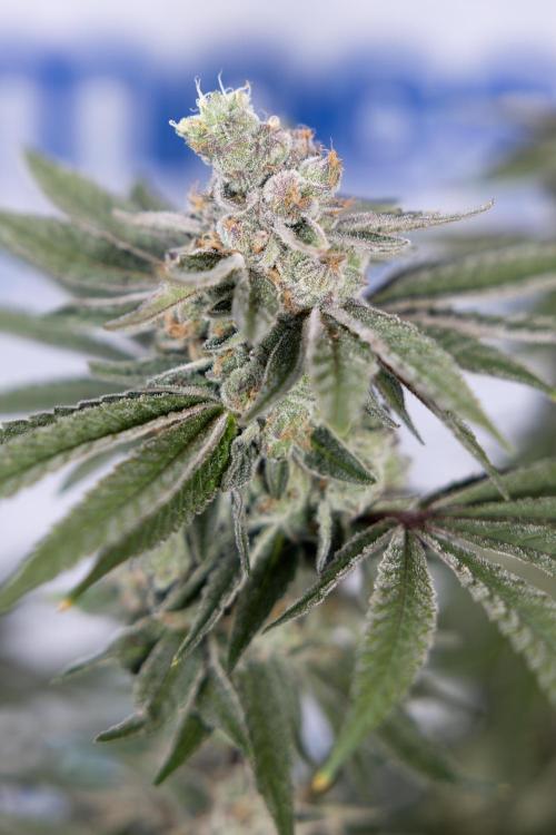 Nectar Drip #3 - Zamnesia x Tical x B&B. Week 11 - Nectar Drip #3 - Main Lining - Harvest Day