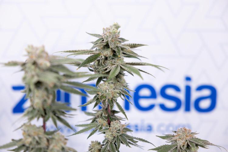 Nectar Drip #3 - Zamnesia x Tical x B&B. Week 11 - Nectar Drip #3 - Main Lining - Harvest Day