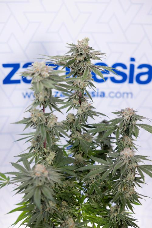 Nectar Drip #3 - Zamnesia x Tical x B&B. Week 11 - Nectar Drip #3 - Main Lining - Harvest Day