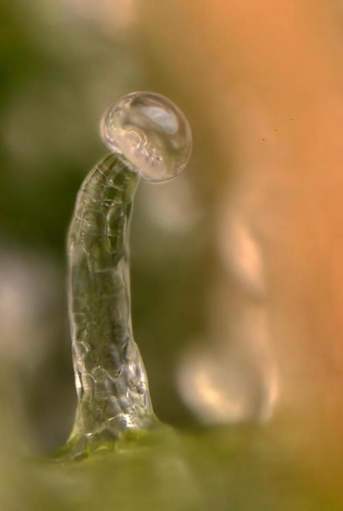 Nectar Drip #3 - Zamnesia x Tical x B&B. Week 11 - Nectar Drip #3 - Micro Words 35x