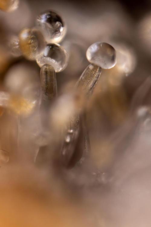 Nectar Drip #3 - Zamnesia x Tical x B&B. Week 11 - Nectar Drip #3 - Micro Words 35x