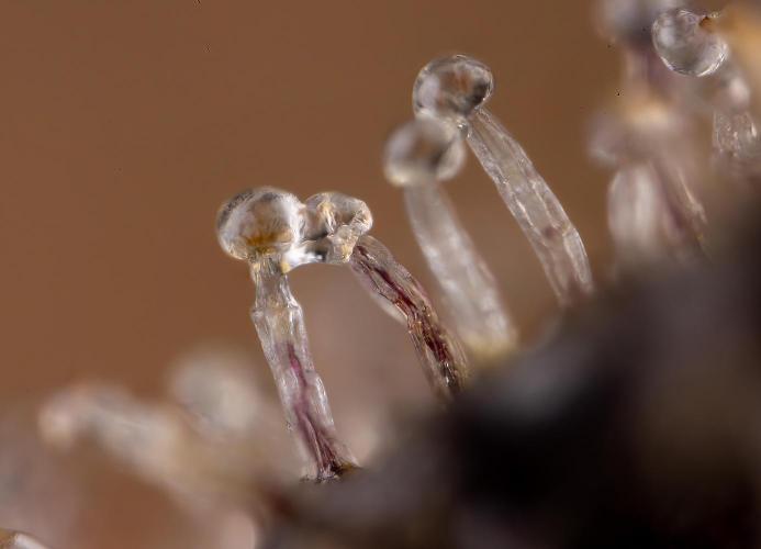 Nectar Drip #3 - Zamnesia x Tical x B&B. Week 11 - Nectar Drip #3 - Micro Words 35x