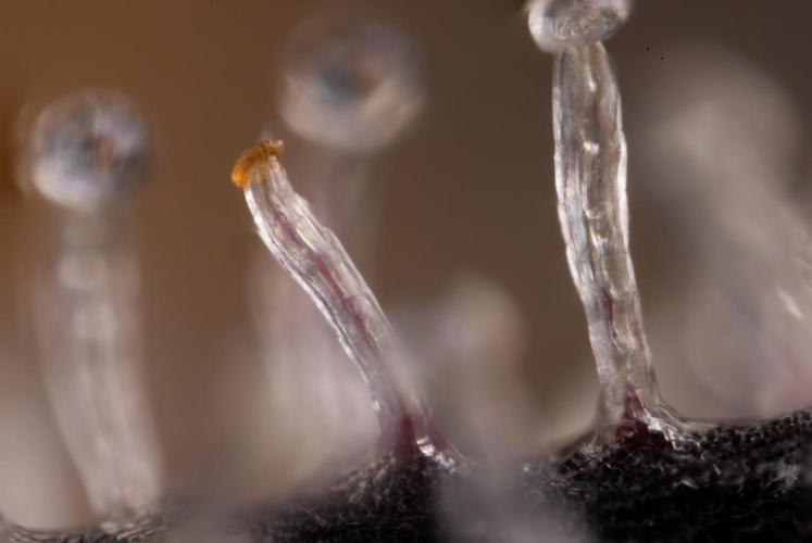 Nectar Drip #3 - Zamnesia x Tical x B&B. Week 11 - Nectar Drip #3 - Micro Words 35x