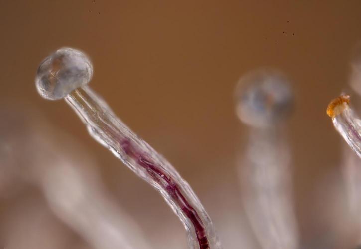 Nectar Drip #3 - Zamnesia x Tical x B&B. Week 11 - Nectar Drip #3 - Micro Words 35x