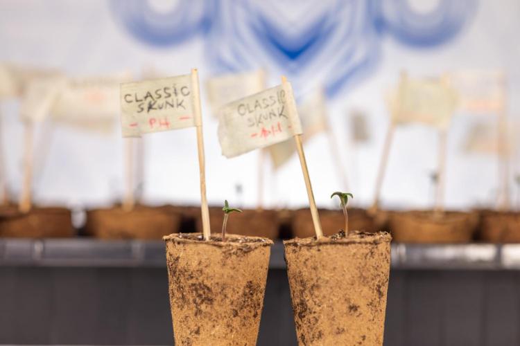 Classic Skunk 🌱  - Zamnesia x B&B. Week 0 - Classic Skunk x2 - Germination 