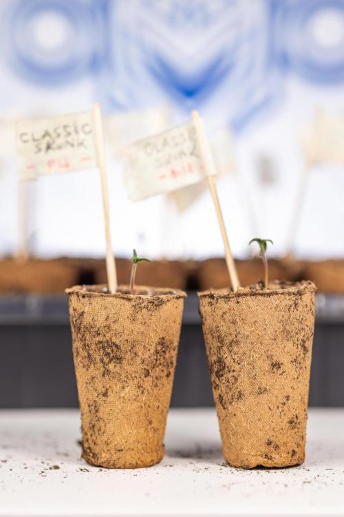 Classic Skunk 🌱  - Zamnesia x B&B. Week 0 - Classic Skunk x2 - Germination 