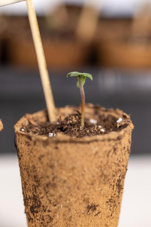 Classic Skunk 🌱  - Zamnesia x B&B. Week 0 - Classic Skunk x2 - Germination 