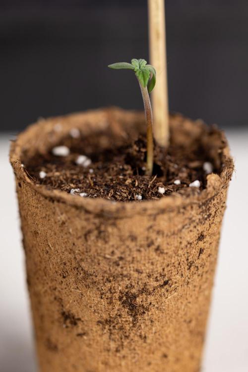 Classic Skunk 🌱  - Zamnesia x B&B. Week 0 - Classic Skunk x2 - Germination 
