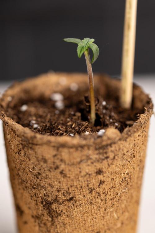 Classic Skunk 🌱  - Zamnesia x B&B. Week 0 - Classic Skunk x2 - Germination 