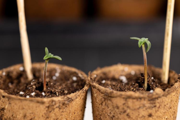 Classic Skunk 🌱  - Zamnesia x B&B. Week 0 - Classic Skunk x2 - Germination 