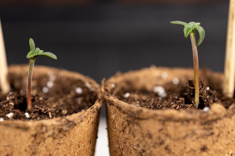 Classic Skunk 🌱  - Zamnesia x B&B. Week 0 - Classic Skunk x2 - Germination 