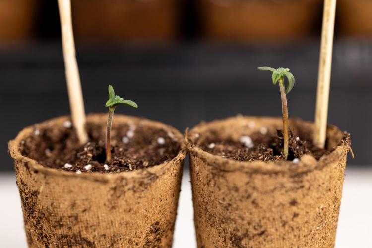 Classic Skunk 🌱  - Zamnesia x B&B. Week 0 - Classic Skunk x2 - Germination 