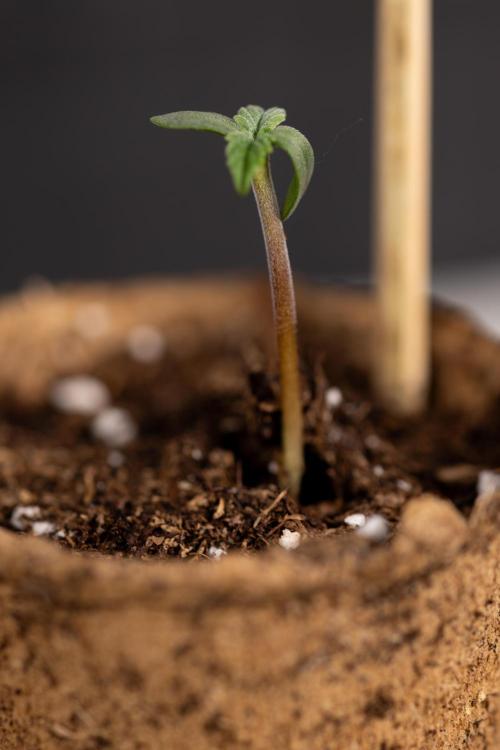 Classic Skunk 🌱  - Zamnesia x B&B. Week 0 - Classic Skunk x2 - Germination 