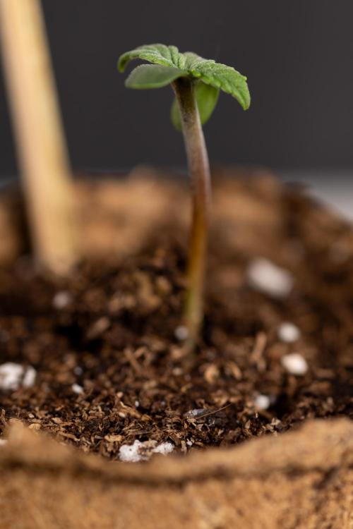 Classic Skunk 🌱  - Zamnesia x B&B. Week 0 - Classic Skunk x2 - Germination 