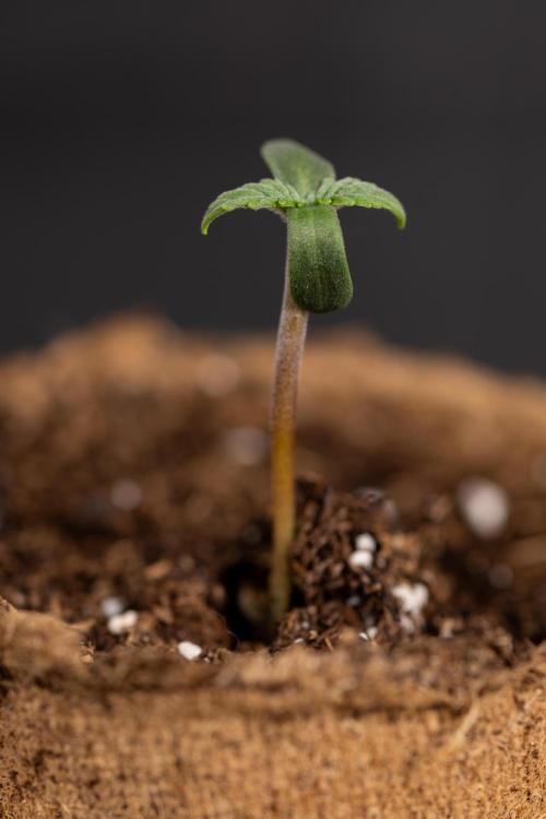 Classic Skunk 🌱  - Zamnesia x B&B. Week 0 - Classic Skunk x2 - Germination 