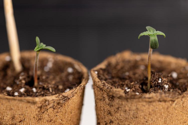 Classic Skunk 🌱  - Zamnesia x B&B. Week 0 - Classic Skunk x2 - Germination 