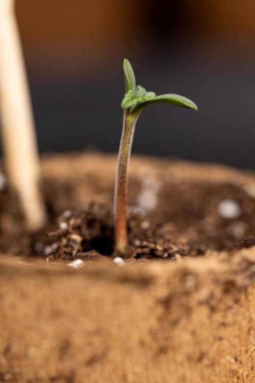 Classic Skunk 🌱  - Zamnesia x B&B. Week 0 - Classic Skunk x2 - Germination 