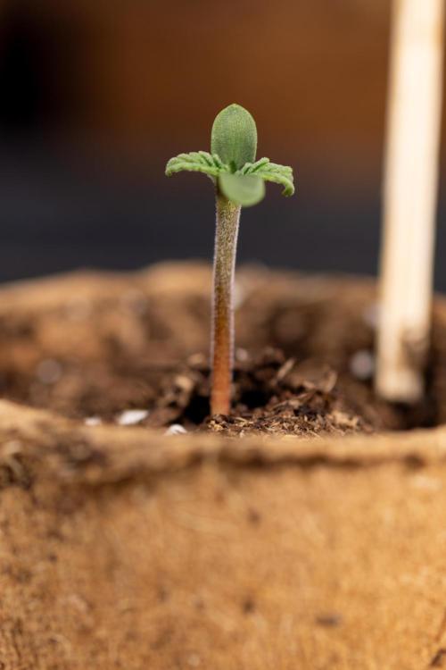 Classic Skunk 🌱  - Zamnesia x B&B. Week 0 - Classic Skunk x2 - Germination 