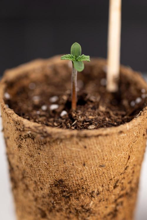 Classic Skunk 🌱  - Zamnesia x B&B. Week 0 - Classic Skunk x2 - Germination 