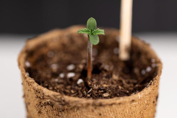 Classic Skunk 🌱  - Zamnesia x B&B. Week 0 - Classic Skunk x2 - Germination 