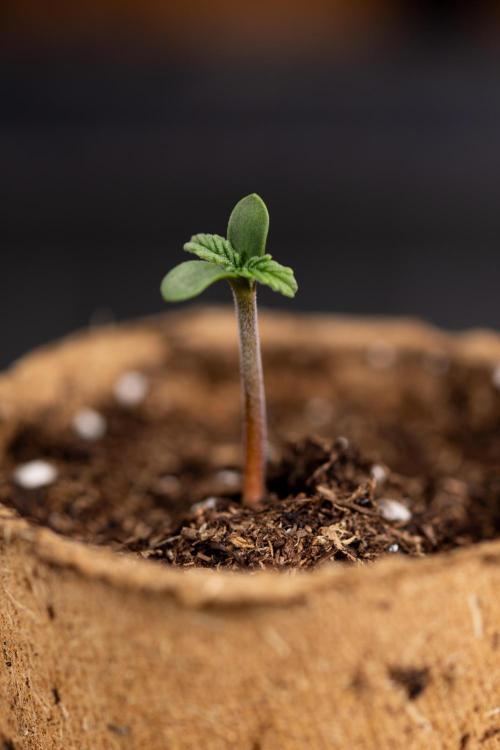 Classic Skunk 🌱  - Zamnesia x B&B. Week 0 - Classic Skunk x2 - Germination 