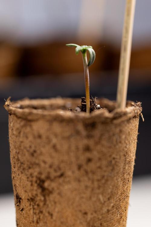 Classic Skunk 🌱  - Zamnesia x B&B. Week 0 - Classic Skunk x2 - Germination 