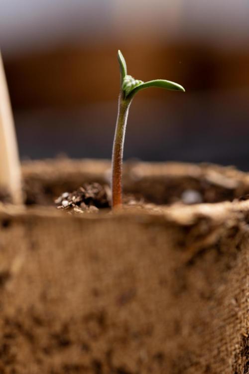 Classic Skunk 🌱  - Zamnesia x B&B. Week 0 - Classic Skunk x2 - Germination 
