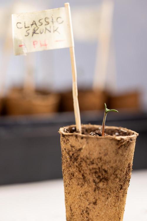 Classic Skunk 🌱  - Zamnesia x B&B. Week 0 - Classic Skunk x2 - Germination 
